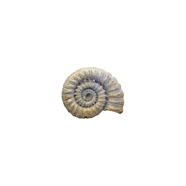 Fossil mould small - Image 2